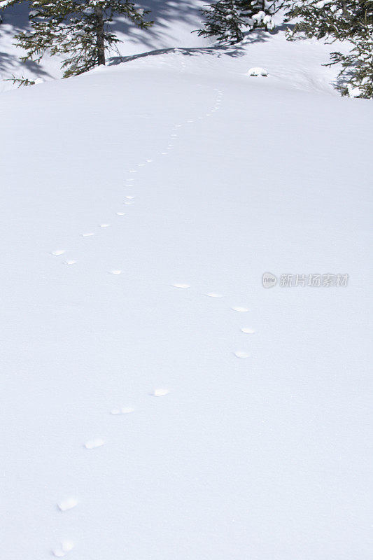 刚下过的深雪上留下松鼠的足迹