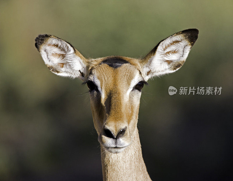 女性黑斑羚肖像