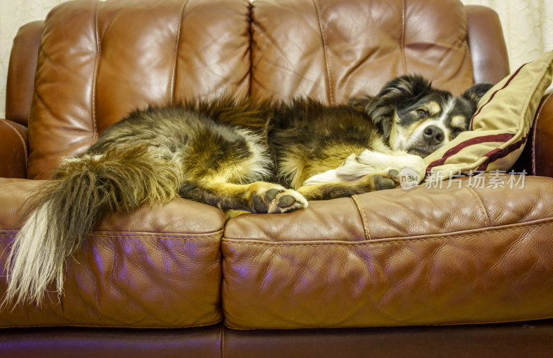 博德牧羊犬躺在沙发上，头靠在枕头上