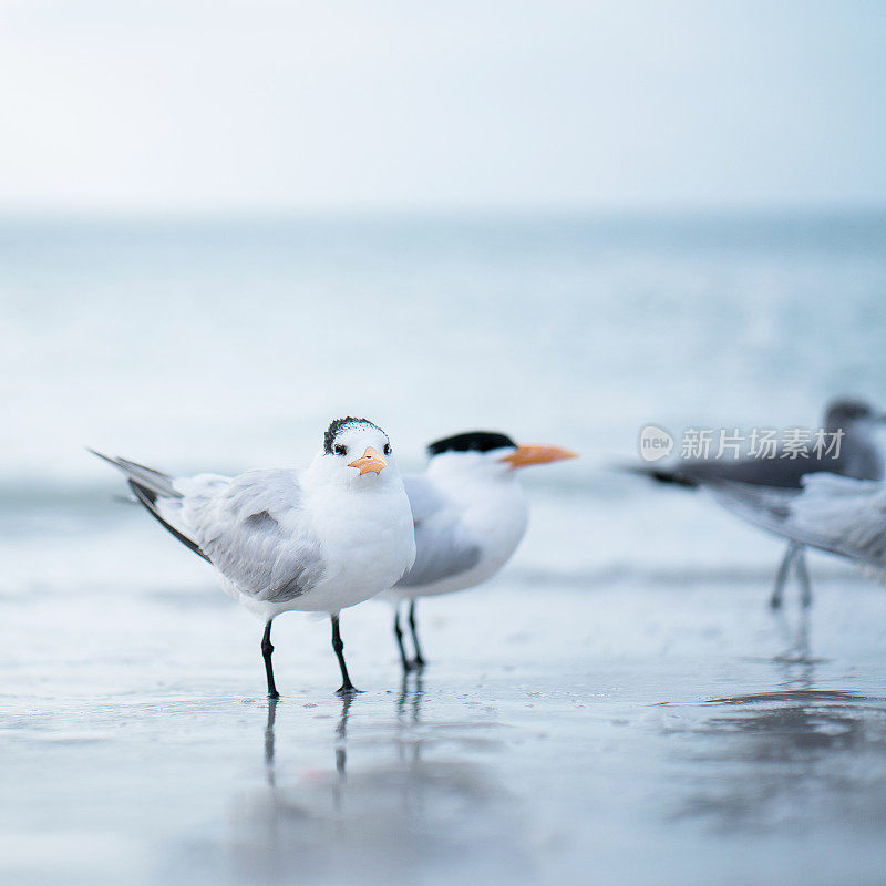 沿海的皇家燕鸥