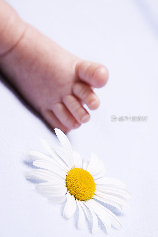 新生儿的脚和美丽的雏菊
