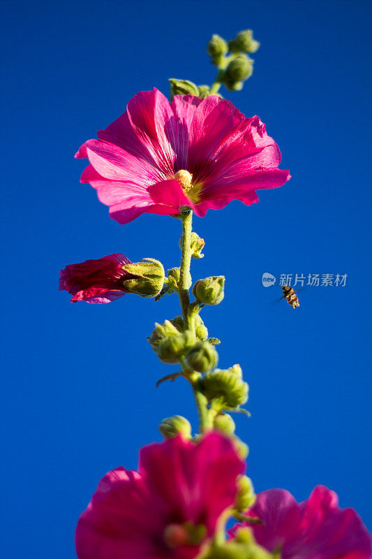 鲜艳的蓝色天空映衬着亮粉色的蜀葵和授粉蜜蜂