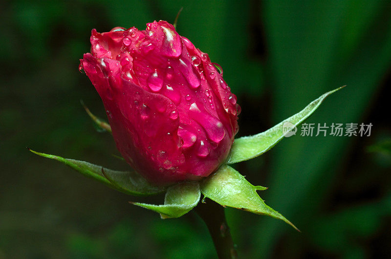 雨落在红玫瑰上