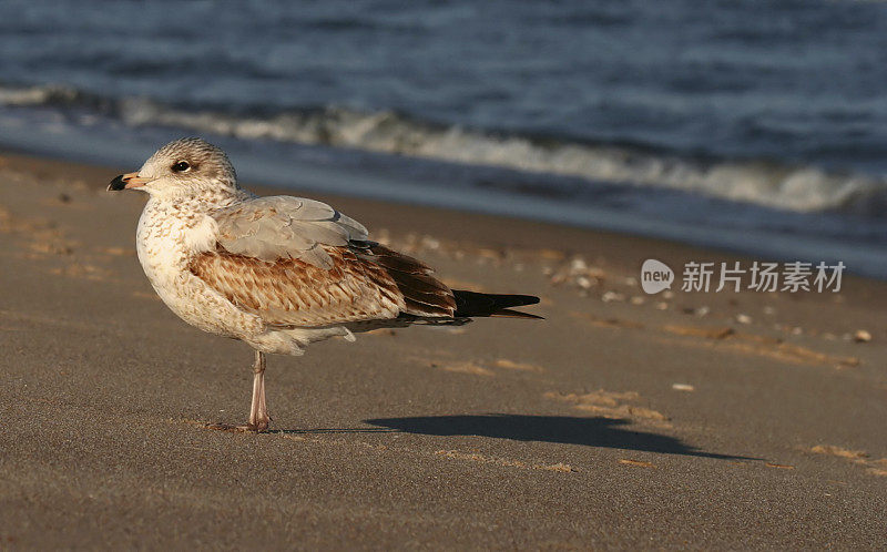 孤单的海鸥