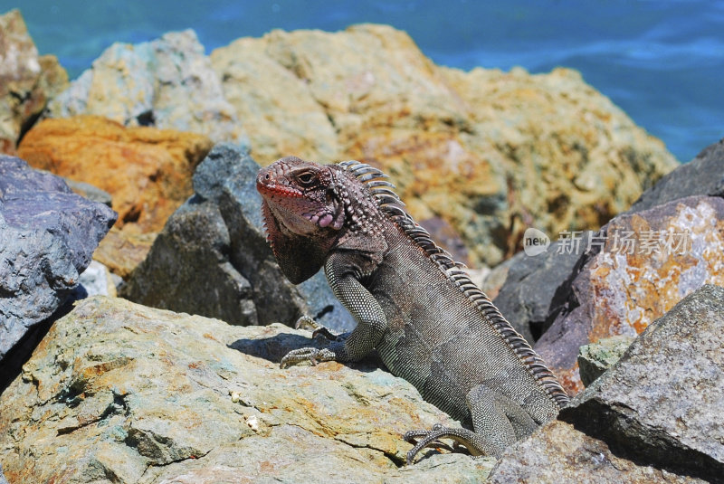 近距离的粉红脸鬣蜥在海边晒太阳