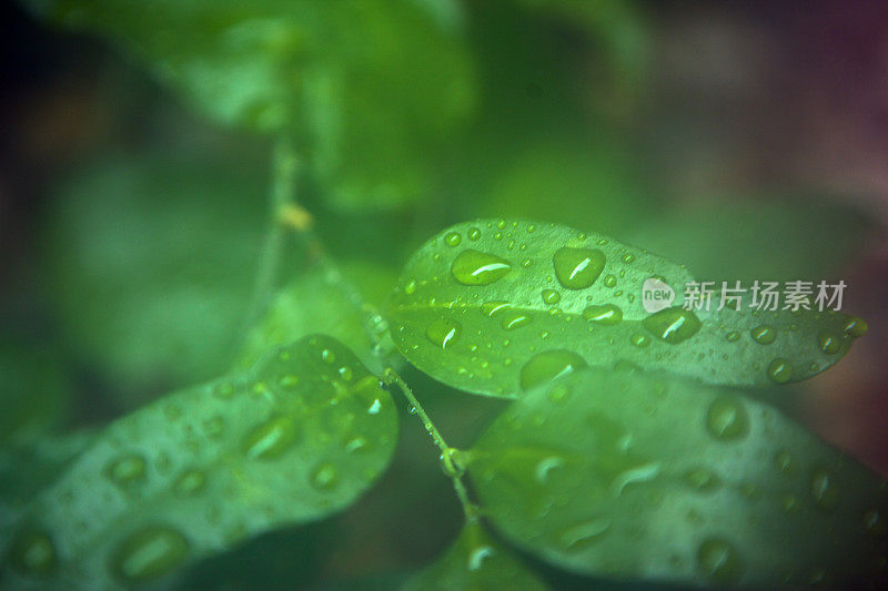 潮湿和多雨的