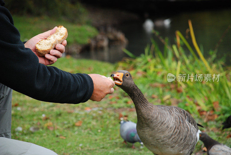 鸭子喂食