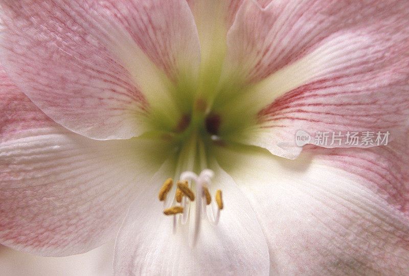 百合，花，雄蕊，雌蕊，花瓣的特写，精致，美丽，自然