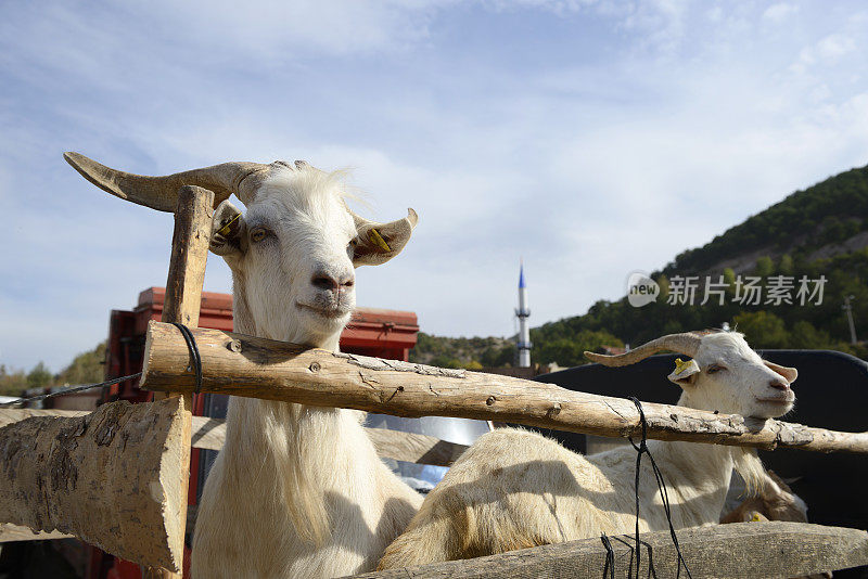 牺牲的山羊