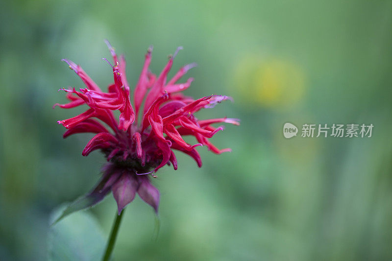 红蜂香(蒙纳达)多年生花近