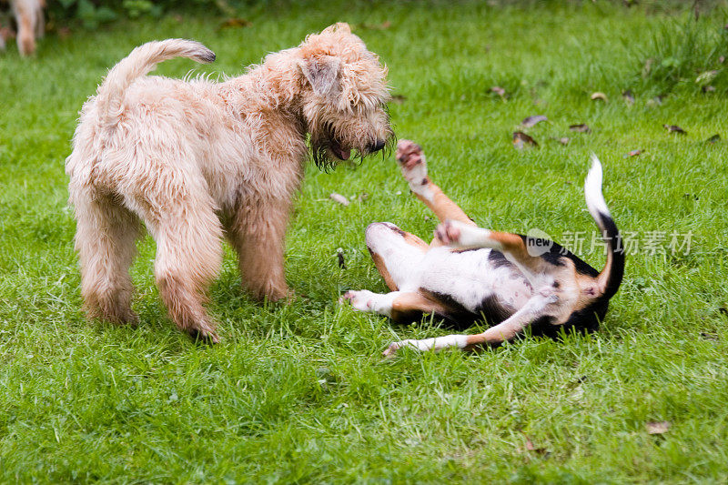 小狗在dogschool