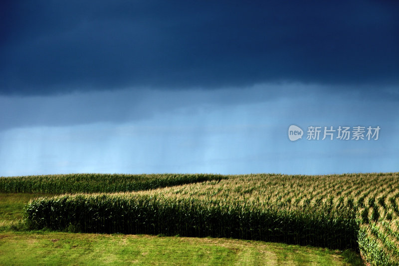 玉米地受到雷雨威胁