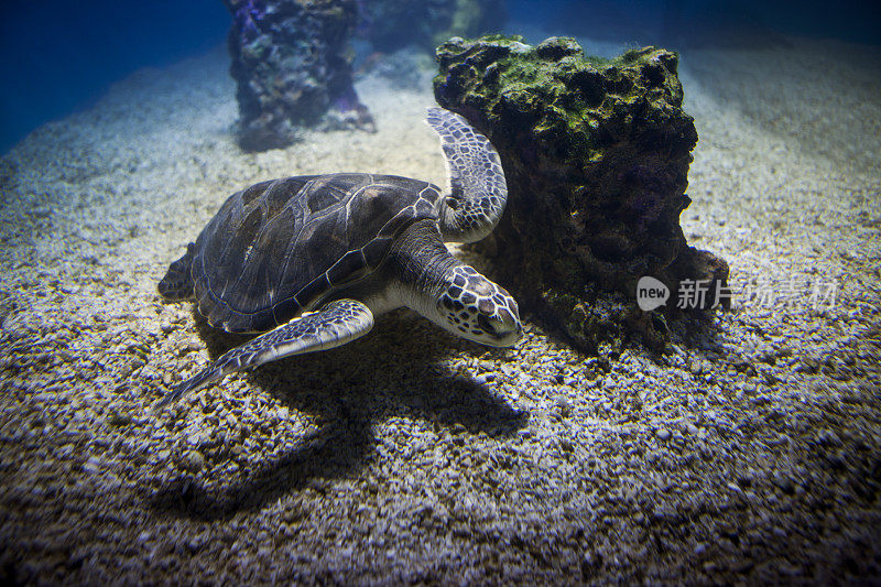 海龟在水下与海洋生物和鱼类一起游泳