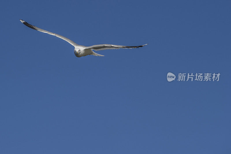 海鸥飞向照相机