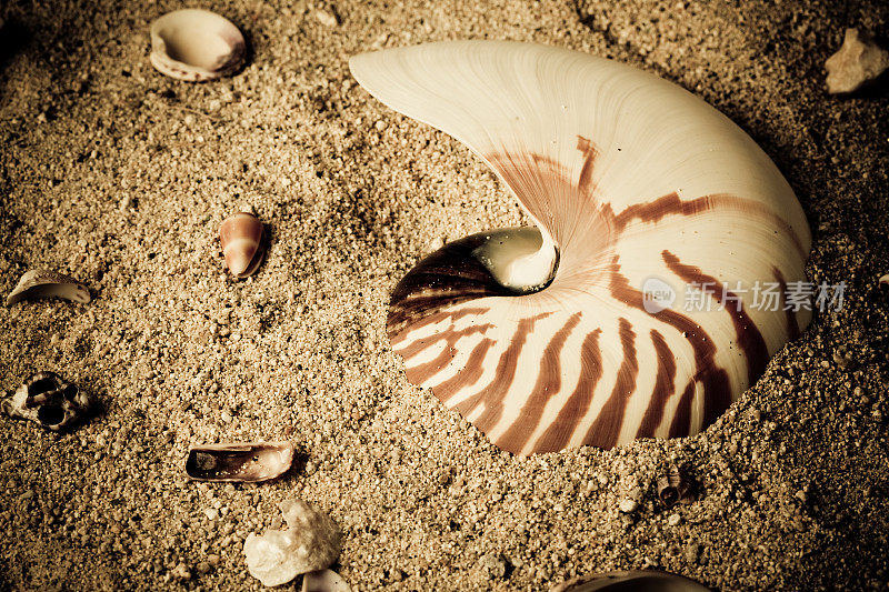 鹦鹉螺和贝壳