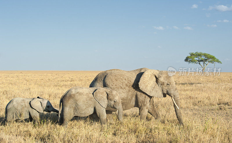 坦桑尼亚塞伦盖蒂平原上的非洲象