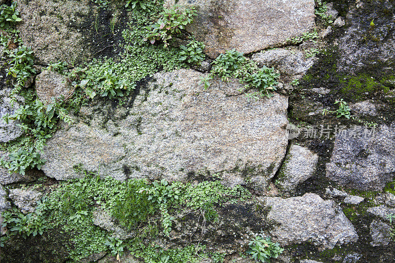 旧的潮湿石墙