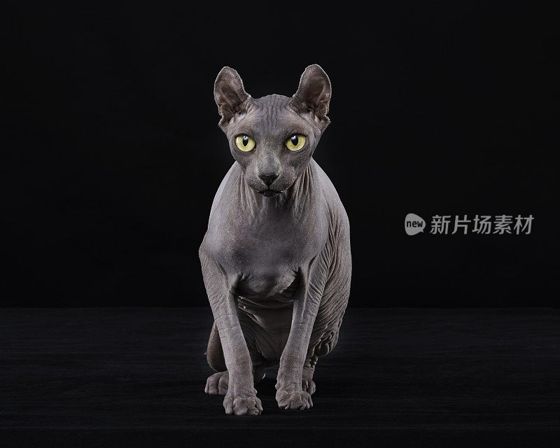 Sphynx猫