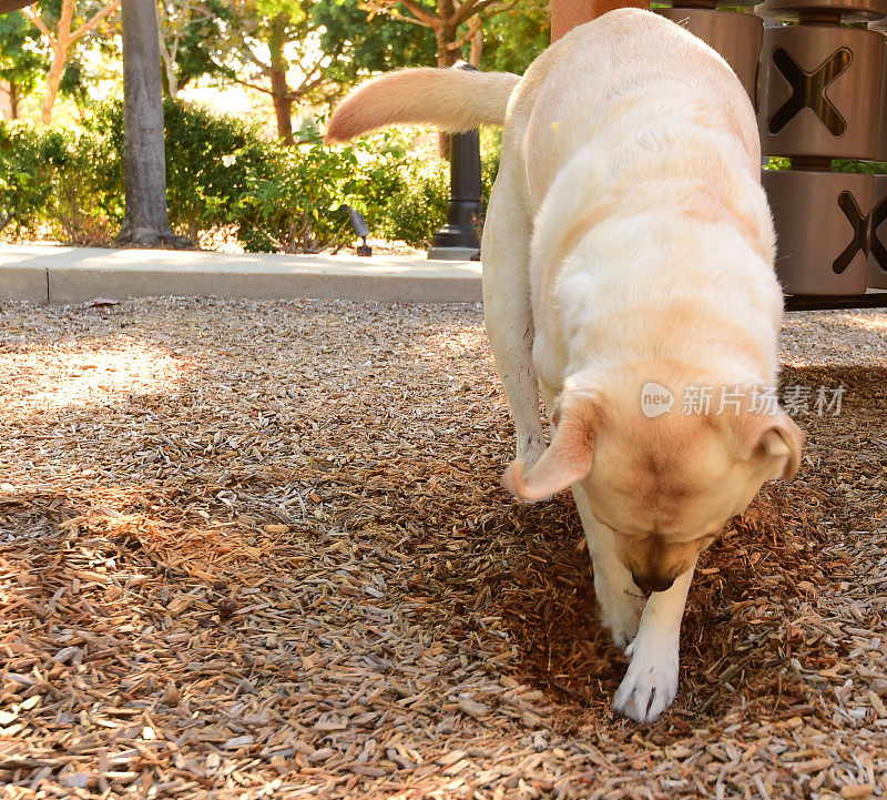 拉布拉多寻回犬