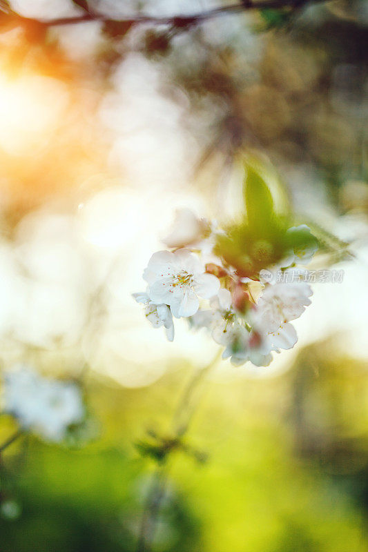 梨树开花