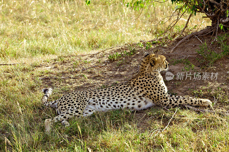 东非肯尼亚——马赛马拉上的猎豹
