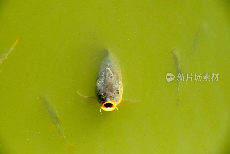 饥饿的鱼