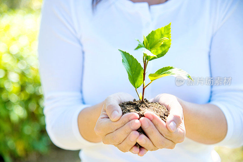 一株植物在女性手中