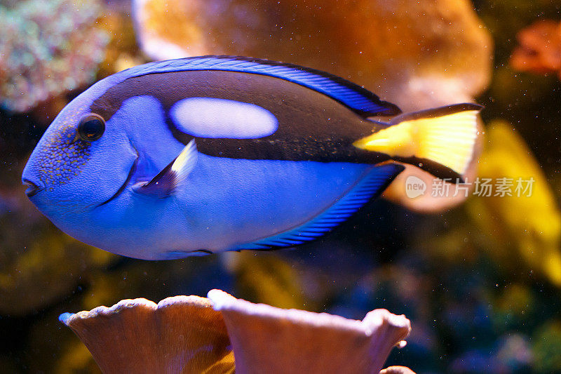 蓝塘鱼热带鱼