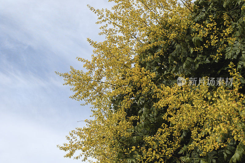 金色的雨树骄傲的印度在夏天开花