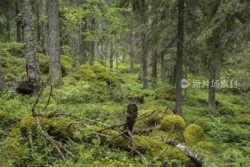 森林在卡累利阿共和国