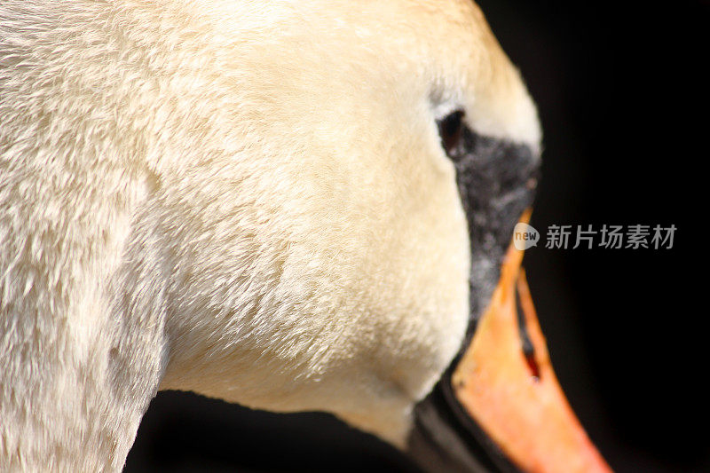 疣鼻天鹅的头，脸和眼睛，特写(天鹅座-paloregonus)