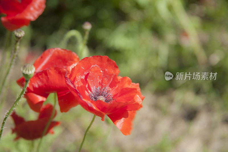 一片鲜红的‘纪念罂粟’花。阵亡将士纪念日。