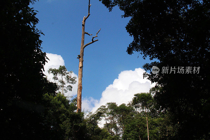 印度尼西亚:热带雨林上空令人印象深刻的天空