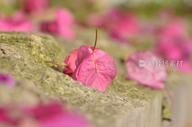 粉红色的叶子花属