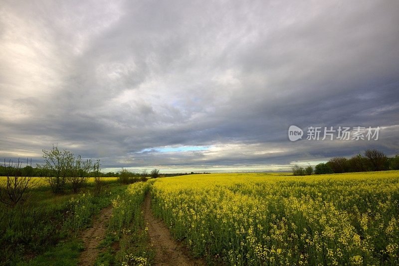 油菜花领域