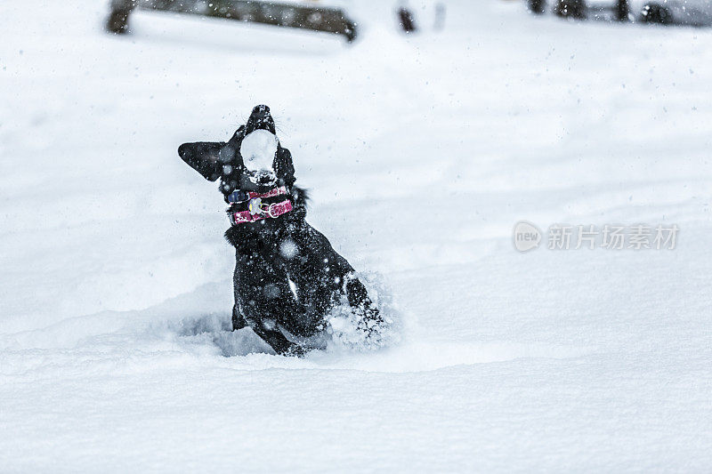 黑色拉布拉多狗在暴风雪中抓雪球