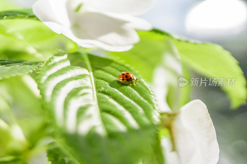 植物上昆虫特写镜头