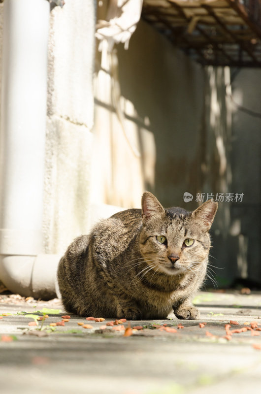 未经驯化的猫吃食物