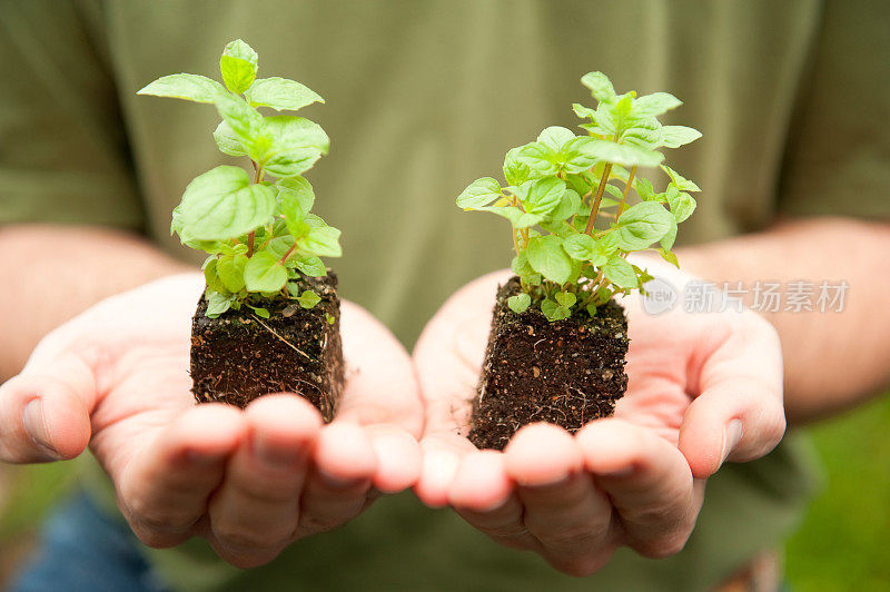 手里举着小药草苗