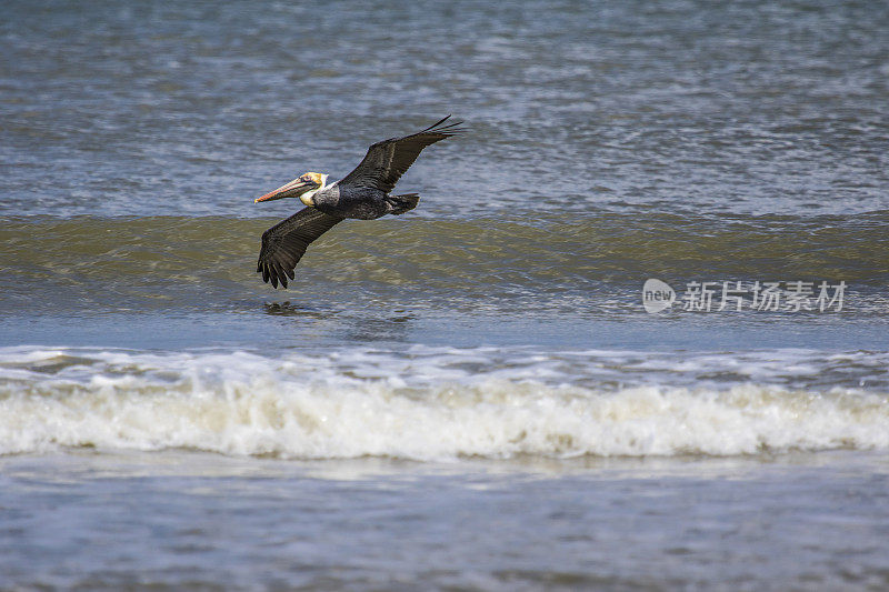 鹈鹕飞过海浪