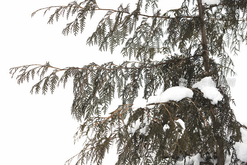 雪雪松树