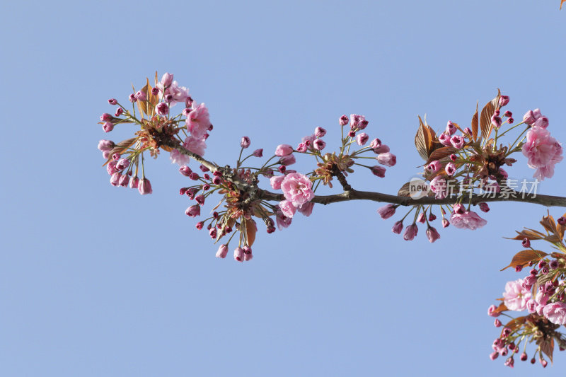 观赏性的樱花花蕾呈粉红色，天空湛蓝