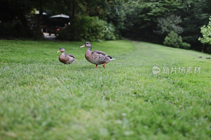 草地上的鸭子