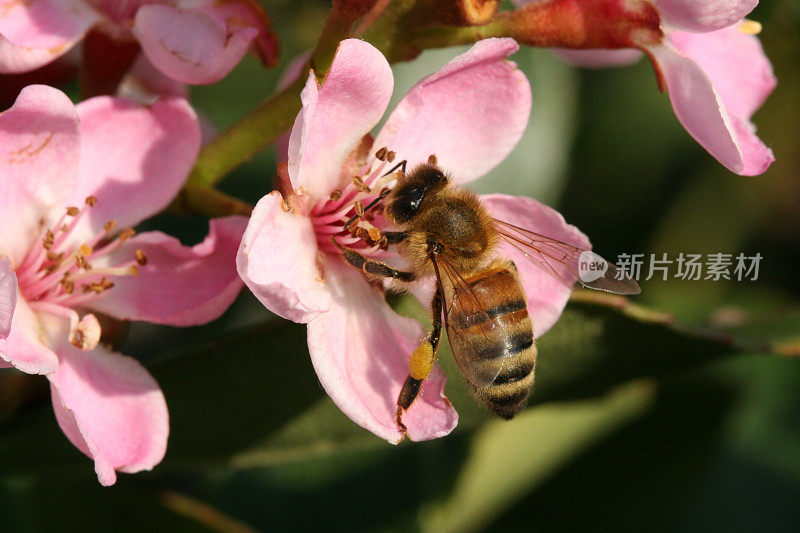 花粉把蜜蜂驮在花上。