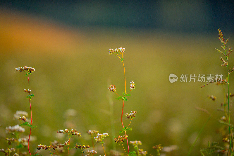 秋天的草原