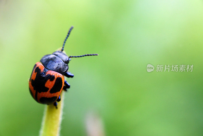 蝶草叶上的马利筋虫