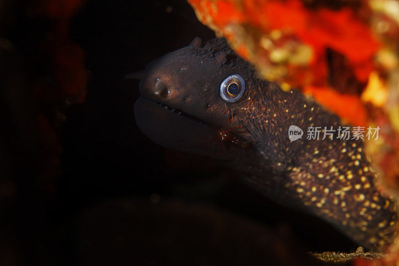 水下景象海洋生物