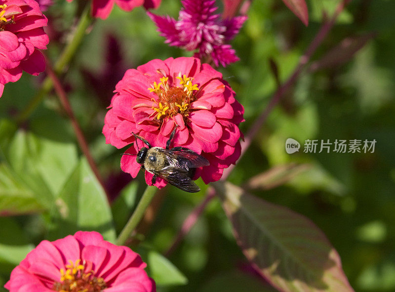 蜜蜂很酷