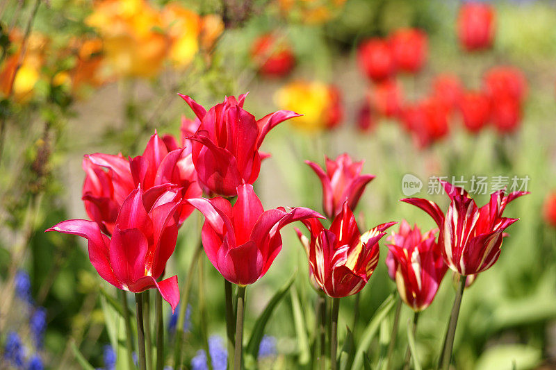 与郁金香花圃