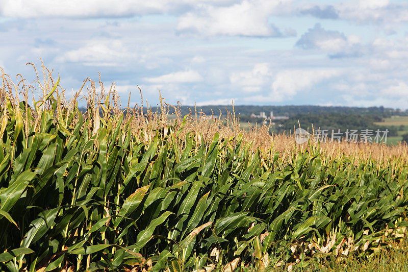 成熟的玉米秸秆与农场在遥远的背景